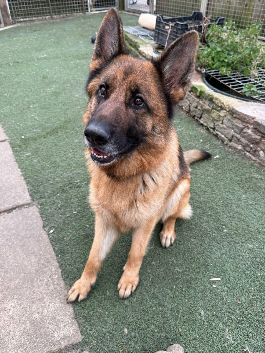 German Shepherd Rescue Elite ( GSRE ) tweet media