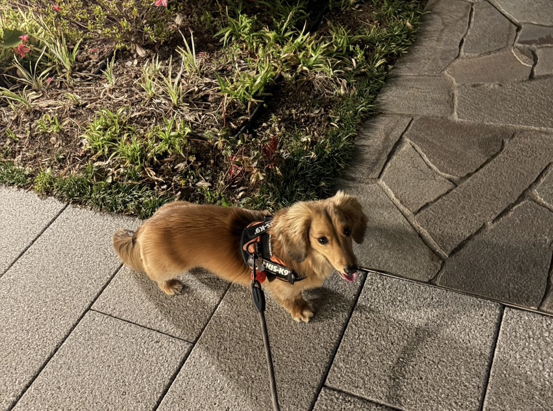 ダックス