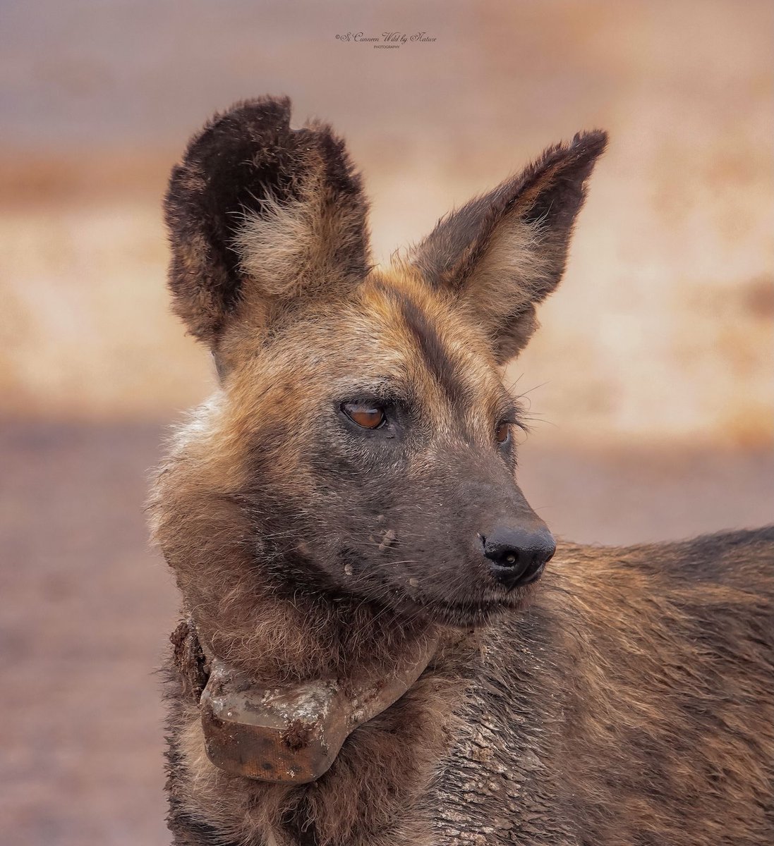 SANParks tweet media