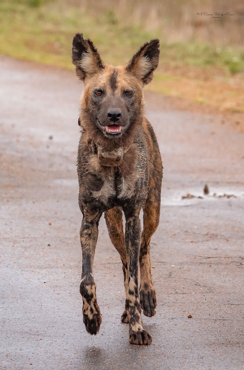 SANParks tweet media