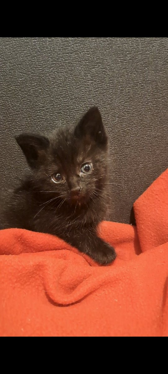 Jonwalll's tweet photo. Hola gente, estoy empezando con mi Canal de YouTube. Es sobre gatitos. Se suscriben? Me harian un gran favor. También si pueden compartir.  El canal es @mygatitosandme.
Muchas gracias! https://t.co/3GERdiJUrq