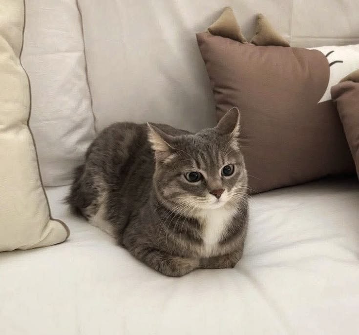 Cats all the way tweet media