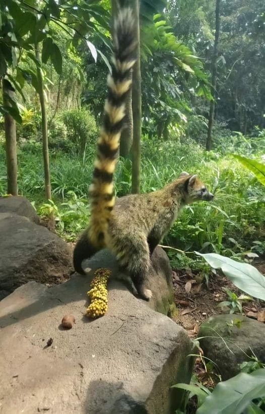 tepki_tr's tweet photo. Asya misk kedisinin sindirim sisteminden geçerek fermente olan çekirdeklerden üretilen Kopi Luwak, dünyanın en pahalı ve egzotik kahveleri arasında yer alıyor. Bir fincanının fiyatı ise 35 ila 100 dolar arasında değişiyor. https://t.co/Z92VgfMjrM