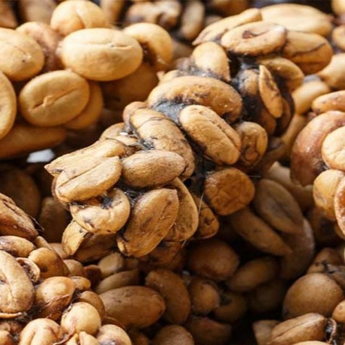 tepki_tr's tweet photo. Asya misk kedisinin sindirim sisteminden geçerek fermente olan çekirdeklerden üretilen Kopi Luwak, dünyanın en pahalı ve egzotik kahveleri arasında yer alıyor. Bir fincanının fiyatı ise 35 ila 100 dolar arasında değişiyor. https://t.co/Z92VgfMjrM