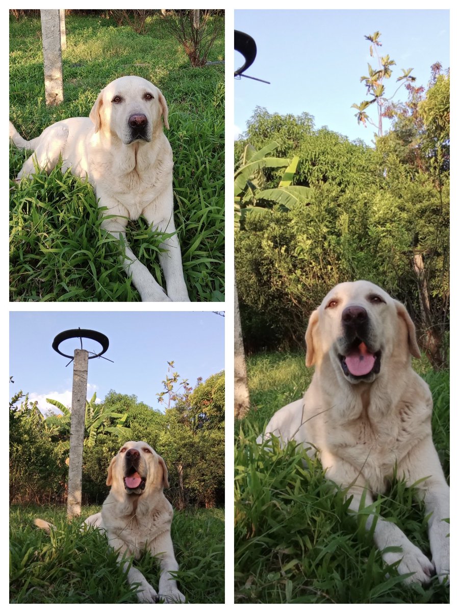 poz_farm's tweet photo. *Bruno* farm dog
#pozfarm https://t.co/uMwR6UDpC5
