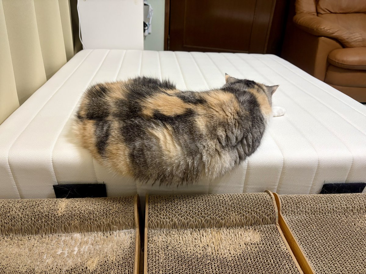 落ちるよ💦 #猫好きさんと繫がりたい #猫がいる幸せ #猫がいる暮らし