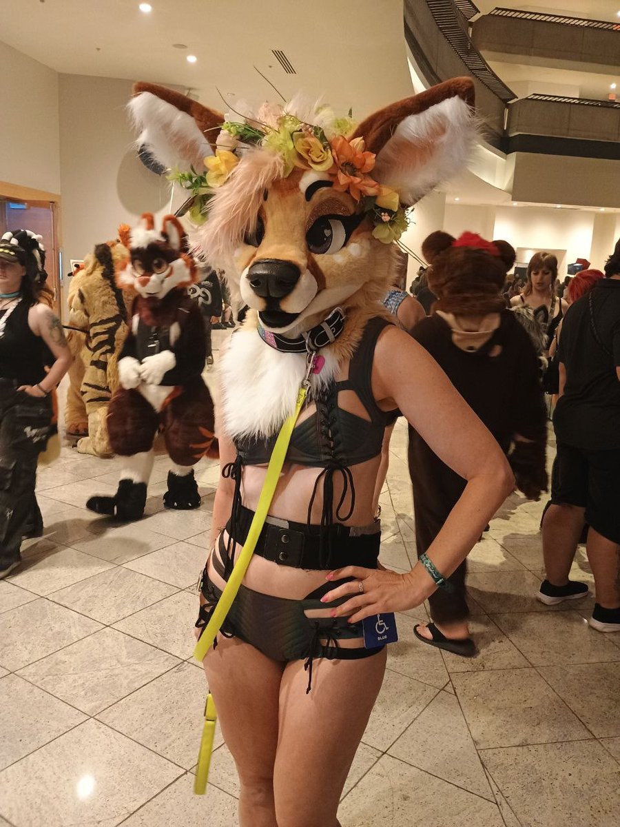 Splat Fennec 🔜 AC tweet media