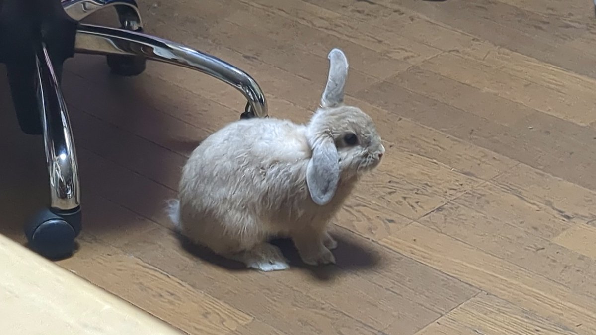 かいにゃん tweet media