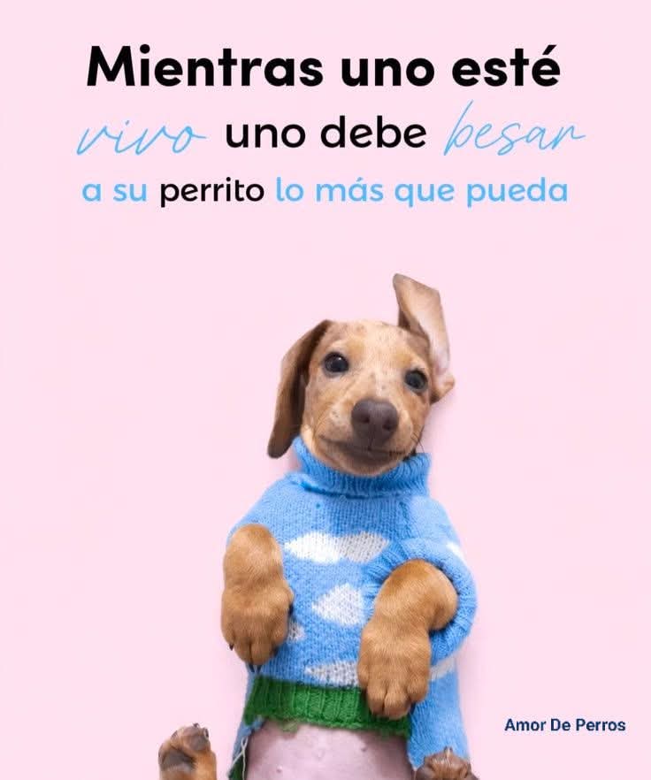 VIBRAmascotas's tweet photo. #felizViernes https://t.co/JmN53LbqfI