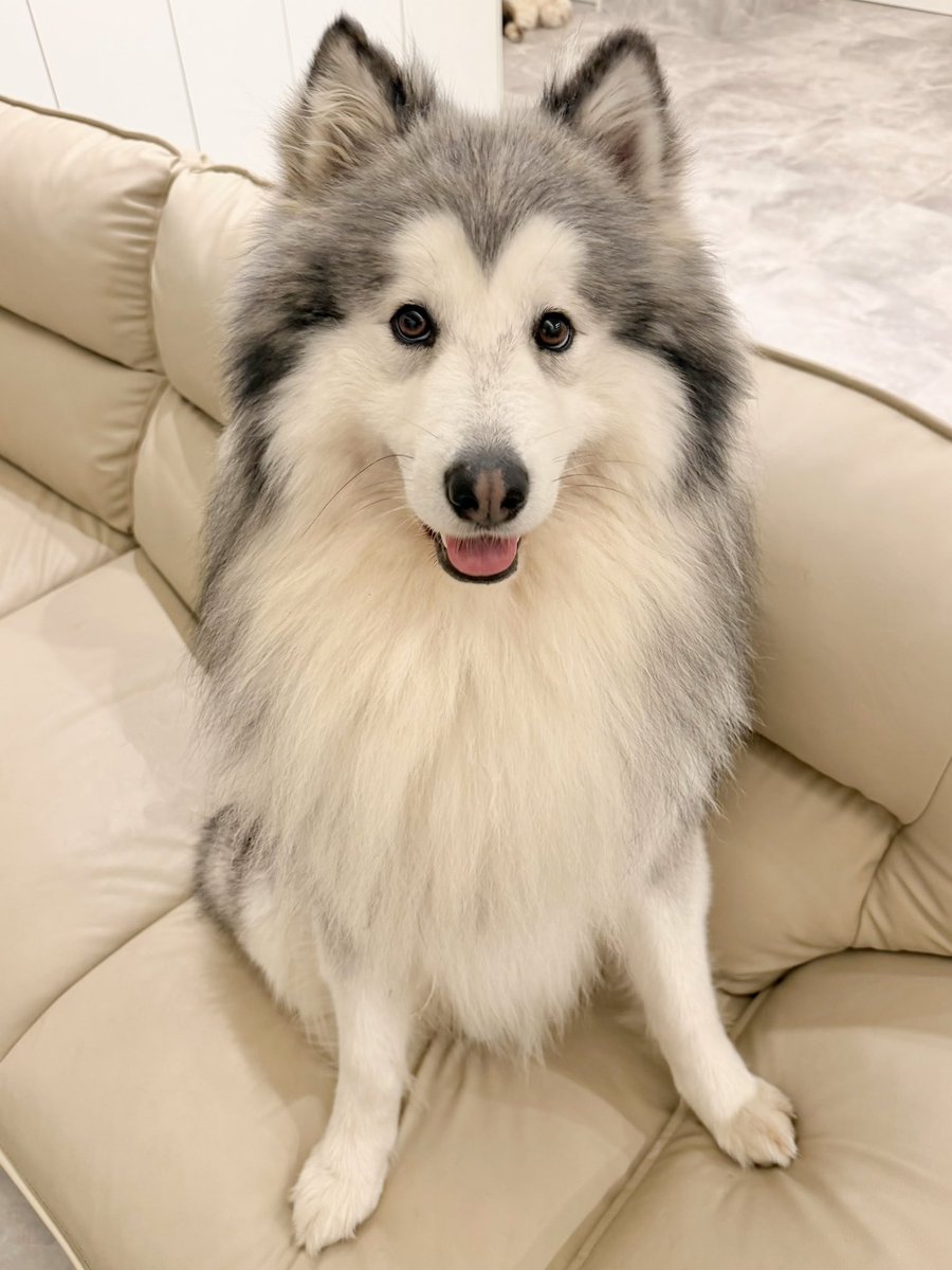 大型犬カフェGRAND MOU《ぐらんむー》 tweet media