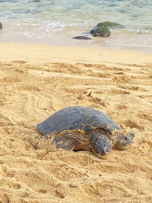 GoVisitHawaii's tweet photo. I hope your weekend is as restful as a honu soaking up sun on a Maui beach. 🙂 https://t.co/f6jJyxf0Cw https://t.co/kW2JIGv4TG