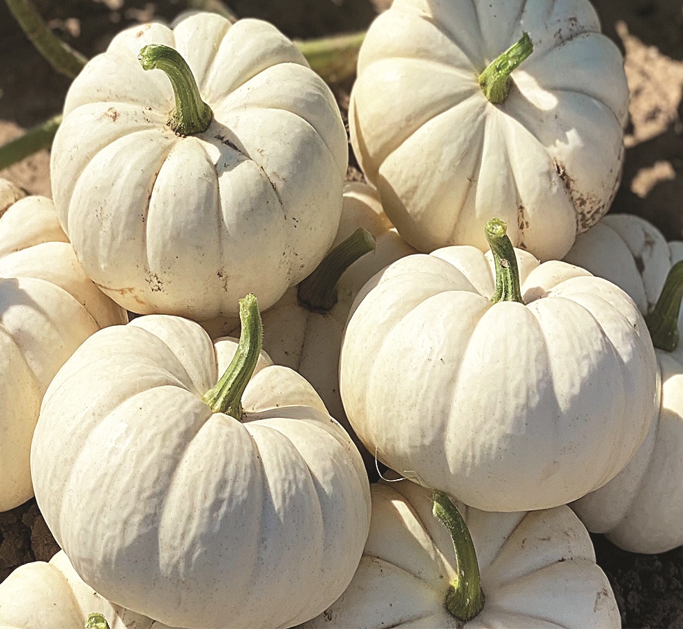 HolmesSeed's tweet photo. Bright white. Deeply ribbed. Built to stand out. 🎃🤍

Oooky F1 Mini Pumpkin features:
• 80 relative days
• ¼–½ lb fruit
• Semi-bush
• Intermediate PMR
• Nice post-harvest color retention
• Sweet flesh similar to acorn squash
Learn more: Oooky F1 Mini Pumpkin
#Pumpkins https://t.co/wdM0CF9VDR