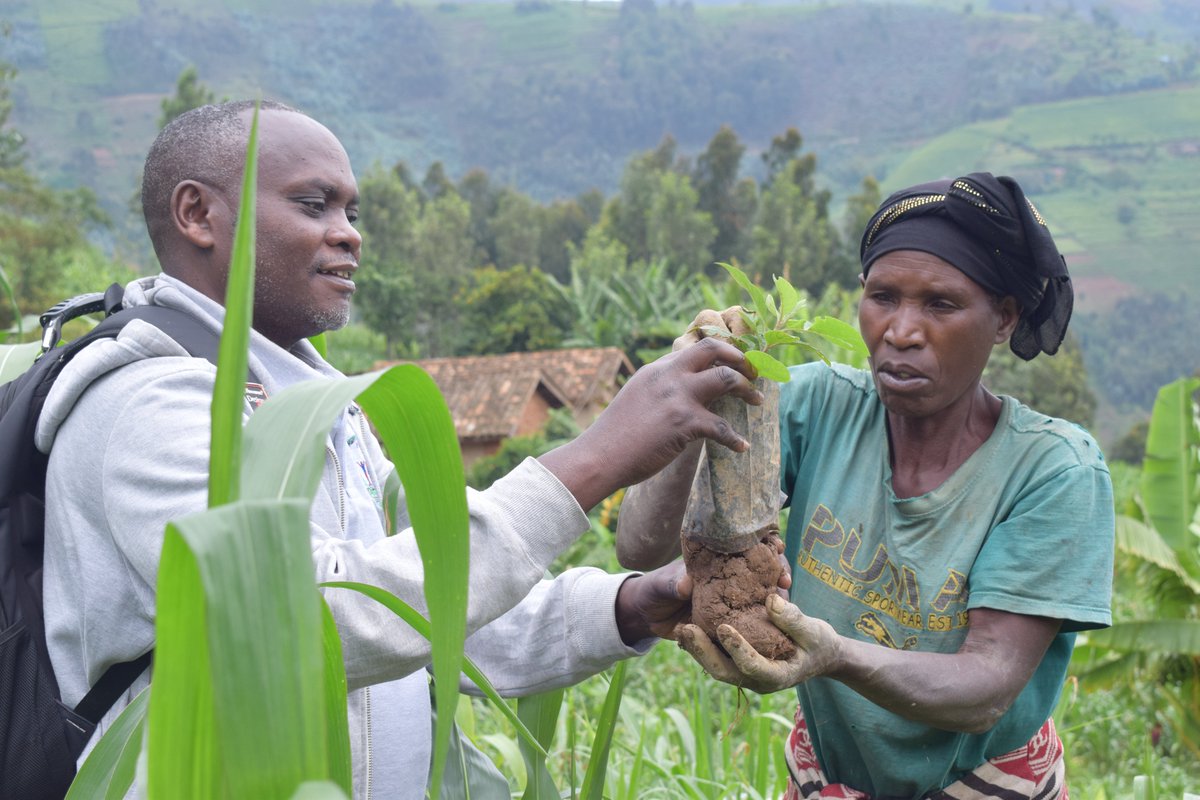ipfg7's tweet photo. Planting trees is becoming a community responsibility. Through the Nyungwe Agroforestry Project implemented by IPFG in partnership with Livelihoods Funds, over 100,000 native trees have been planted in Nyaruguru &amp; Nyamagabe near Nyungwe National Park https://t.co/lZ8WOfNmCH