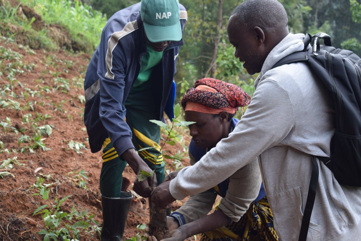 ipfg7's tweet photo. Planting trees is becoming a community responsibility. Through the Nyungwe Agroforestry Project implemented by IPFG in partnership with Livelihoods Funds, over 100,000 native trees have been planted in Nyaruguru &amp; Nyamagabe near Nyungwe National Park https://t.co/lZ8WOfNmCH