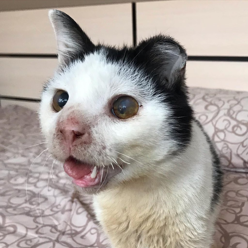 UAanimalres's tweet photo. UPDATES ON PLUTO
As everyone calls him, the ugly Pluto will not have a chance to get treatment,we are Short by $4300 no one wants to donate anything to help this poor cat because of his deformity.i don't know what to type but if anyone is seeing this post please link in bio 🙏 https://t.co/T4m7livGBT