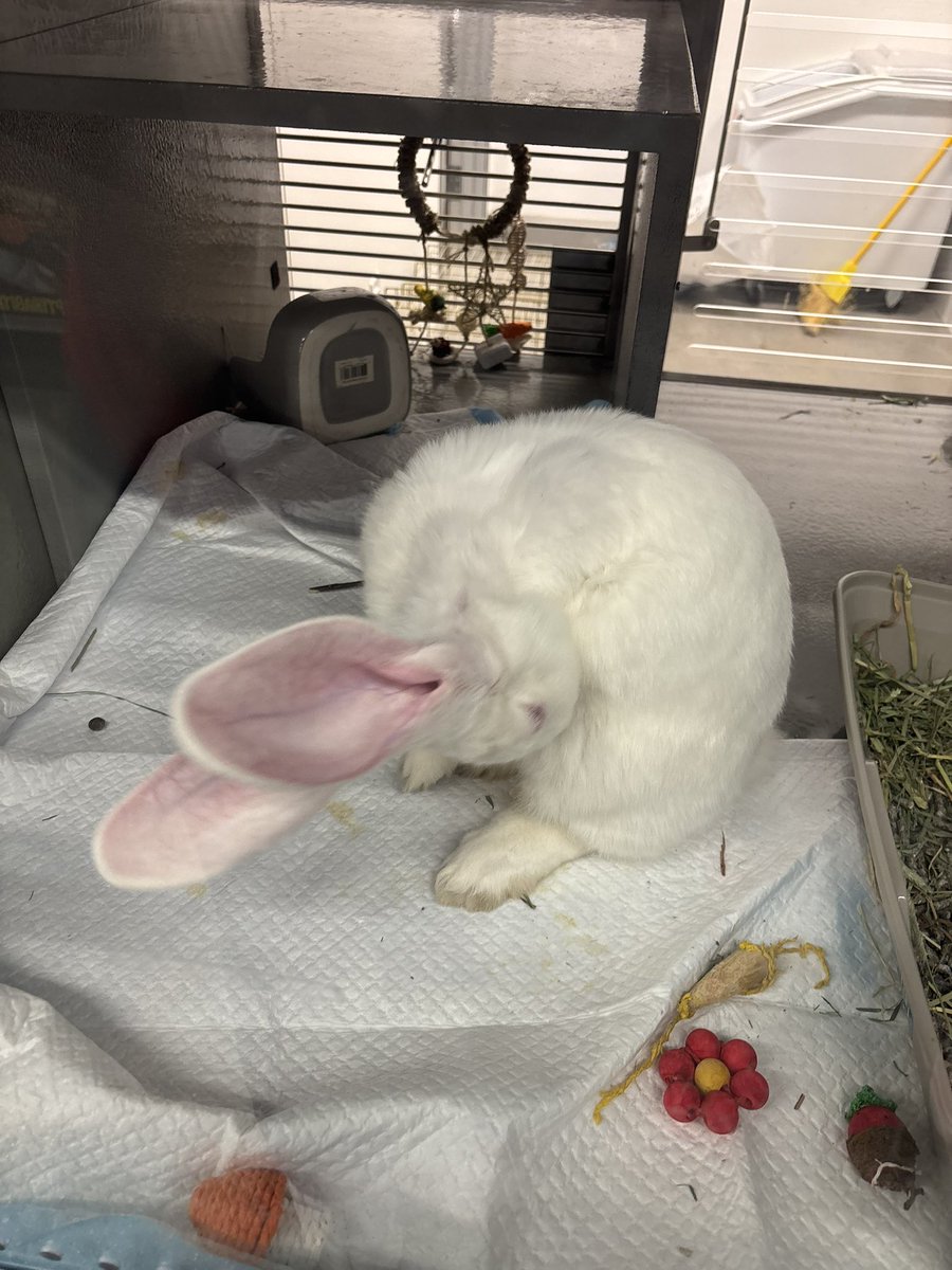 wuckni's tweet photo. petco tried telling us it was a bunny but i dont think thats a bunny 😅 https://t.co/DYwWt0UGcb