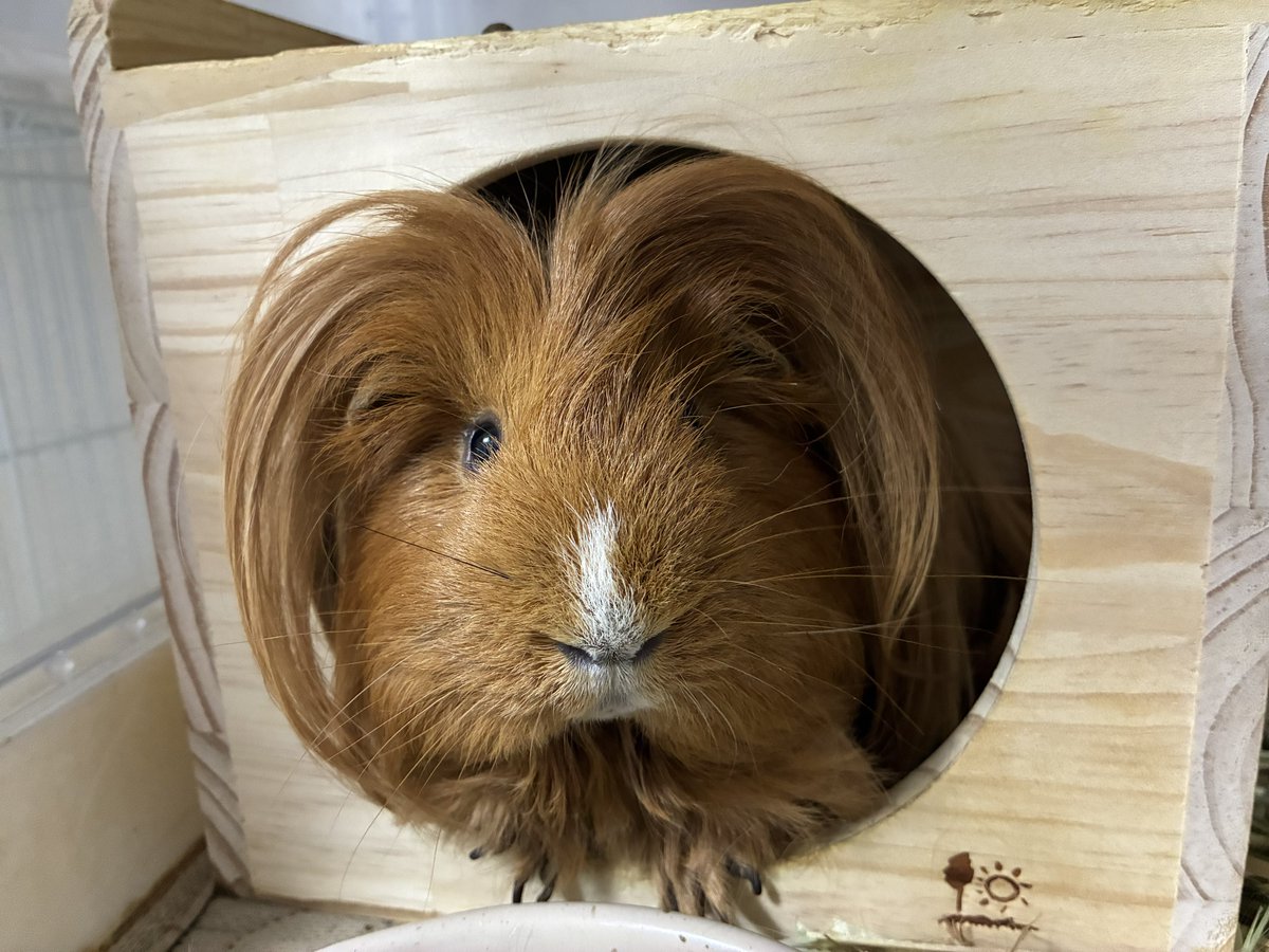 はるこっこ🐾ディカプリオとなかまたち tweet media