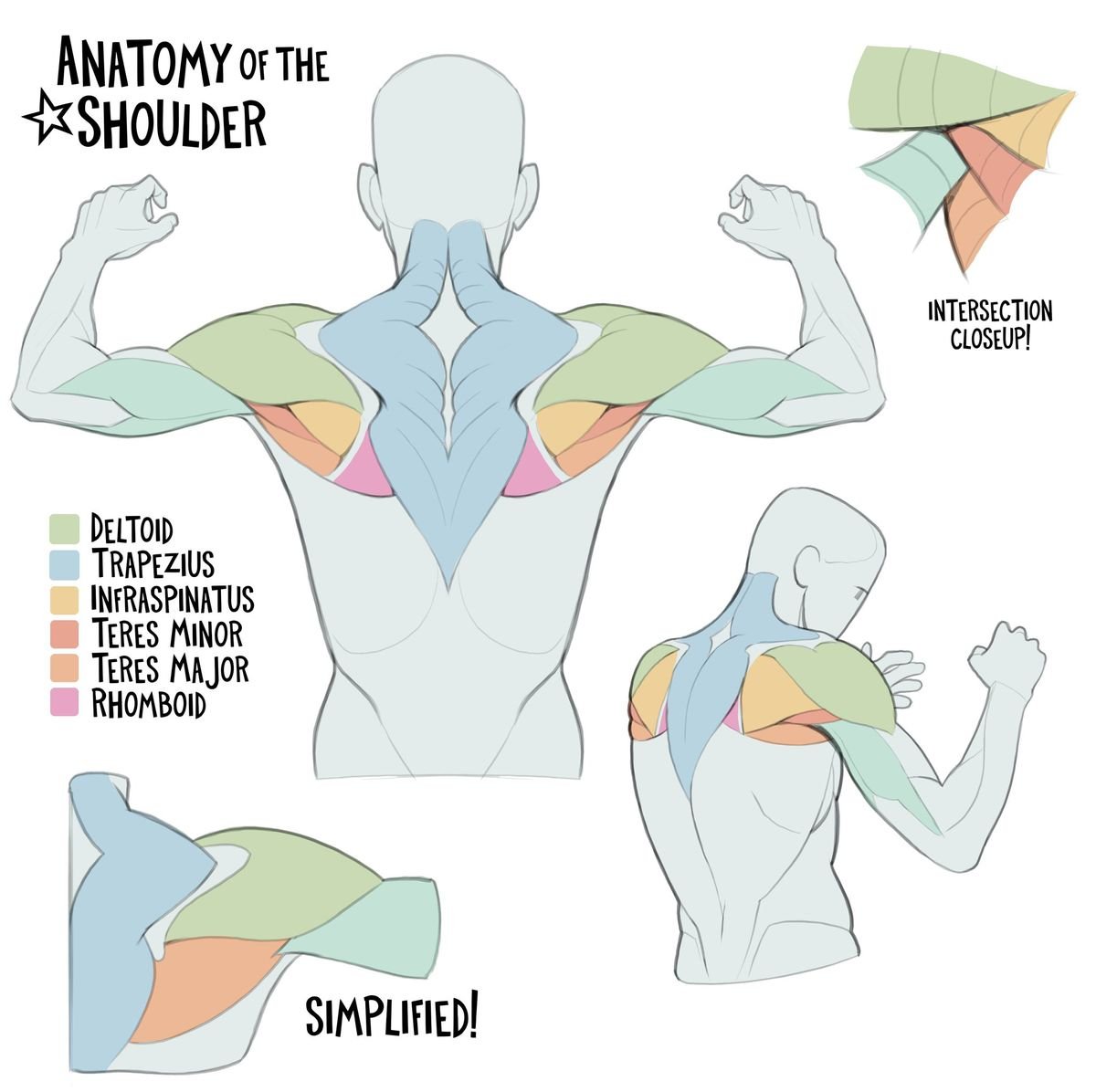 oldmanlux's tweet photo. Shoulder anatomy guide showing deltoid, trapezius, rhomboid, and back muscle placement https://t.co/mKj9s1FjxP
