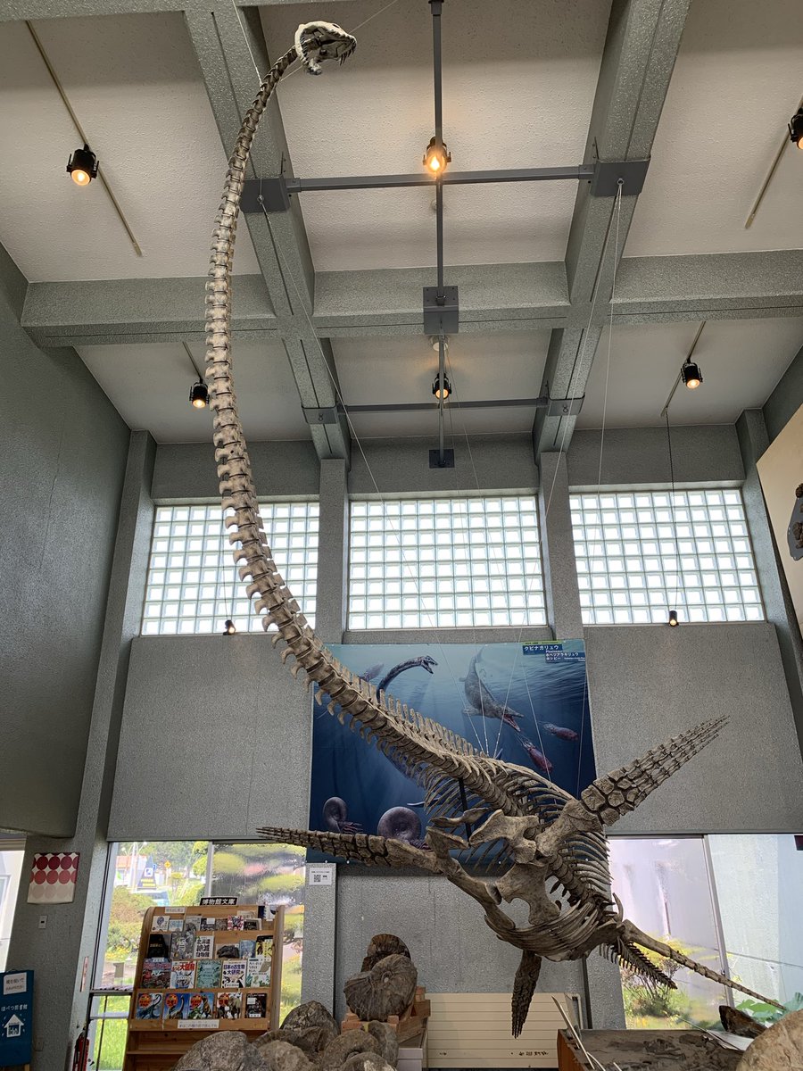 元々の町立博物館だった化石館の方も首長竜の実物大標本模型が置いて