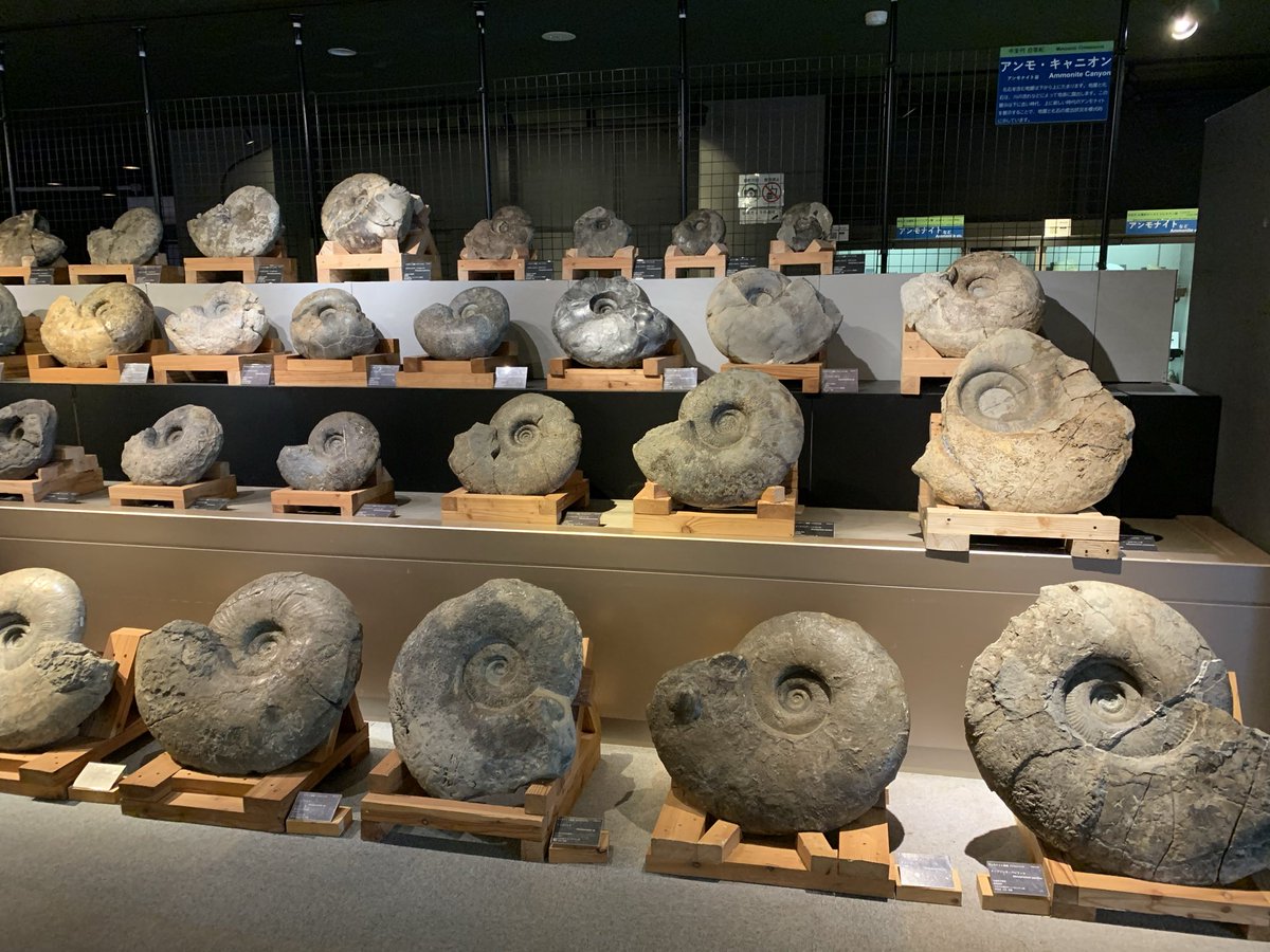 元々の町立博物館だった化石館の方も首長竜の実物大標本模型が置いて