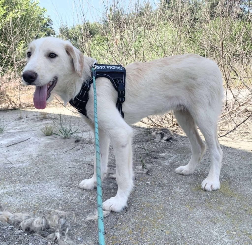 Pawprints2F's tweet photo. Romania

1 year old Alfie is gorgeous, loving and full of beans!
A dog who adores everyone he meets and has so much love and joy to give ❤️
He can live with sensible children, cats, and other dogs — he just needs someone to finally choose him.

Apply: https://t.co/UKATK6O6W4 https://t.co/SxjC0lpONW