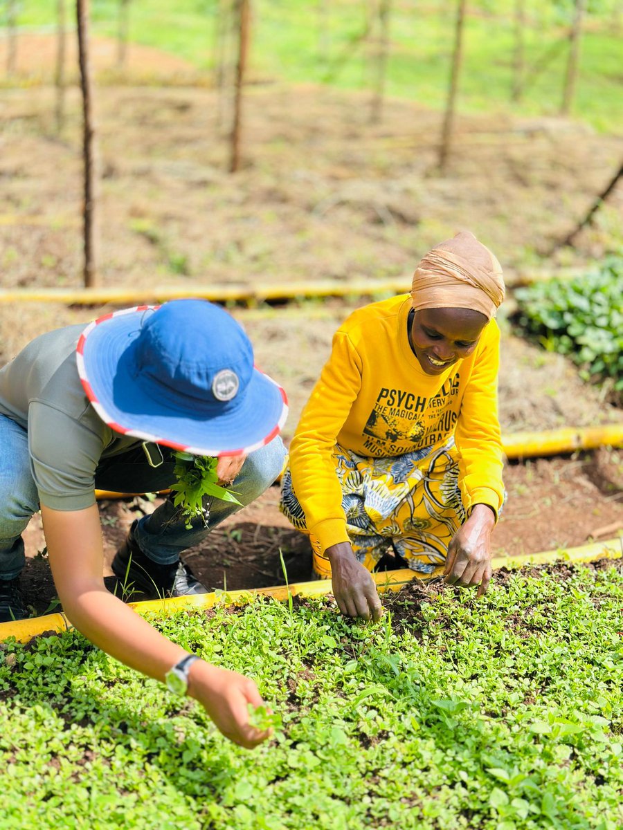 YaltaInitiative's tweet photo. YALTA is restoring degraded landscapes in @RusiziDistrict , together with communities, nurturing trees from seed, raising nurseries, sharing knowledge, &amp;building skills in ecosystem restoration and sustainable land management.

The land heals when the people lead. 
#RestoreLocal https://t.co/WBwGfNt137