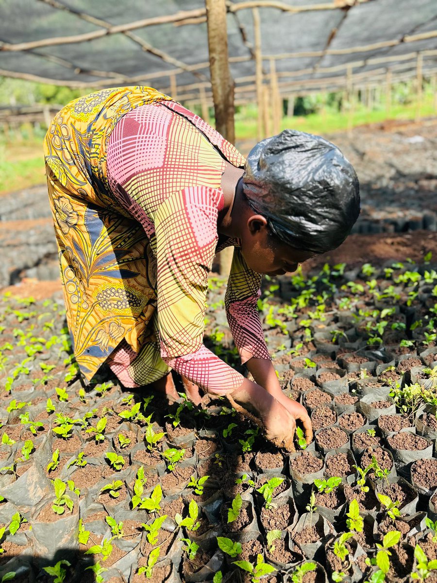 YaltaInitiative's tweet photo. YALTA is restoring degraded landscapes in @RusiziDistrict , together with communities, nurturing trees from seed, raising nurseries, sharing knowledge, &amp;building skills in ecosystem restoration and sustainable land management.

The land heals when the people lead. 
#RestoreLocal https://t.co/WBwGfNt137