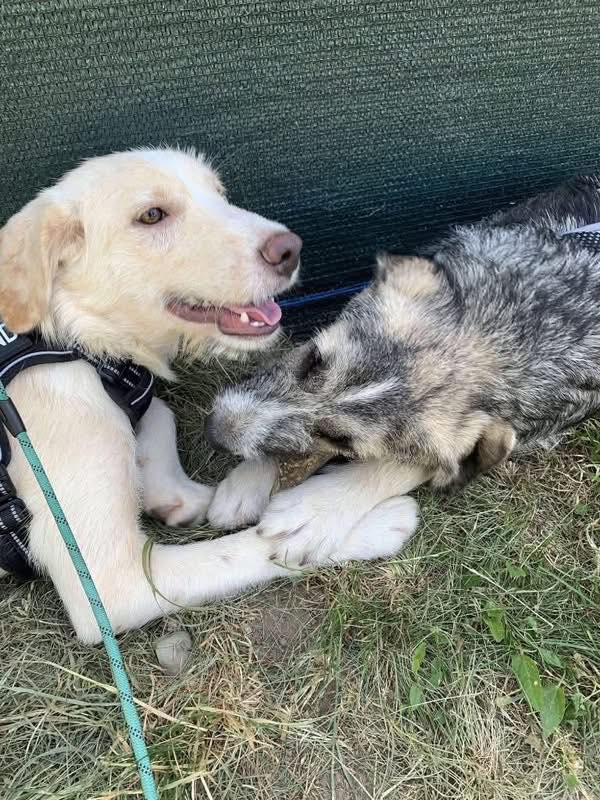 Pawprints2F's tweet photo. Romania

1 year old Alfie is gorgeous, loving and full of beans!
A dog who adores everyone he meets and has so much love and joy to give ❤️
He can live with sensible children, cats, and other dogs — he just needs someone to finally choose him.

Apply: https://t.co/UKATK6O6W4 https://t.co/SxjC0lpONW