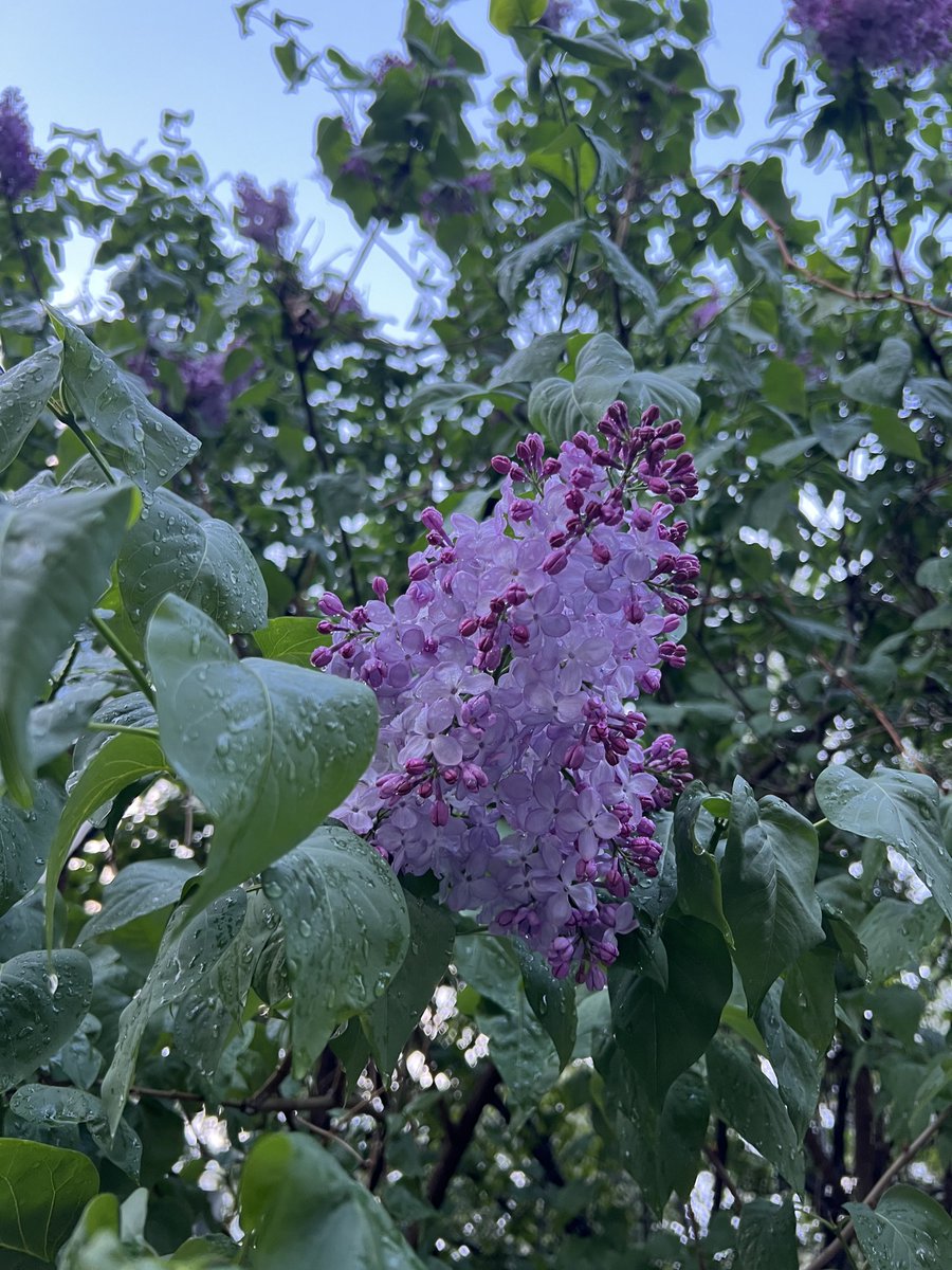 alleshov's tweet photo. #MoscowSpring #Russia https://t.co/1rogiLxfvA