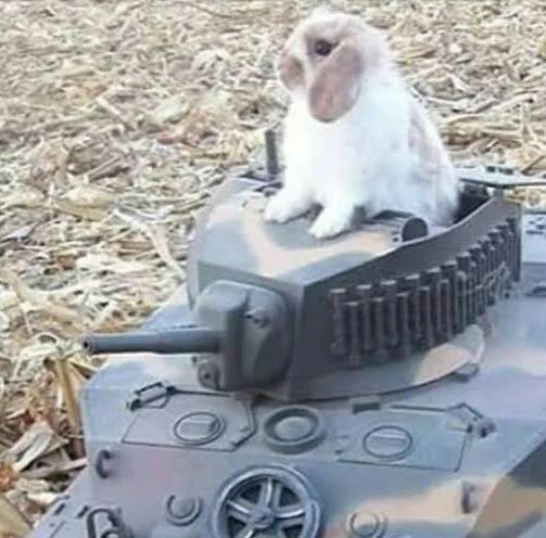Tuelhinhos 🐇 tweet media