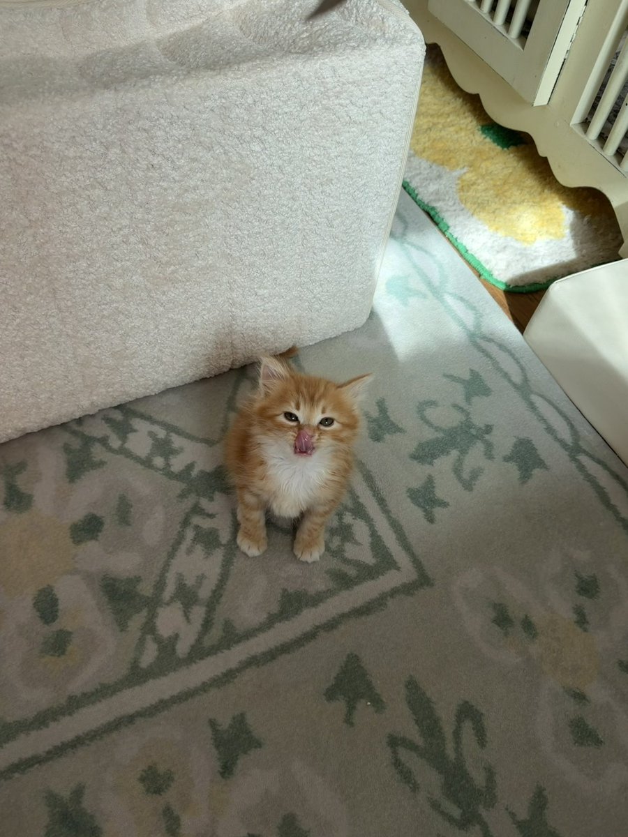 째앙금 tweet media