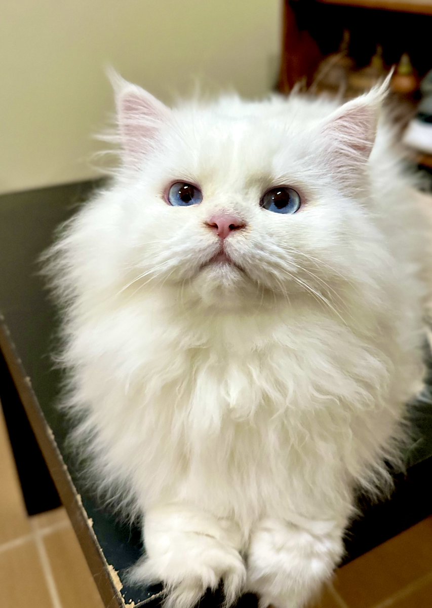 willlaurent's tweet photo. Fluffy #Uly girl 😻 https://t.co/wk7Mo3cfaI