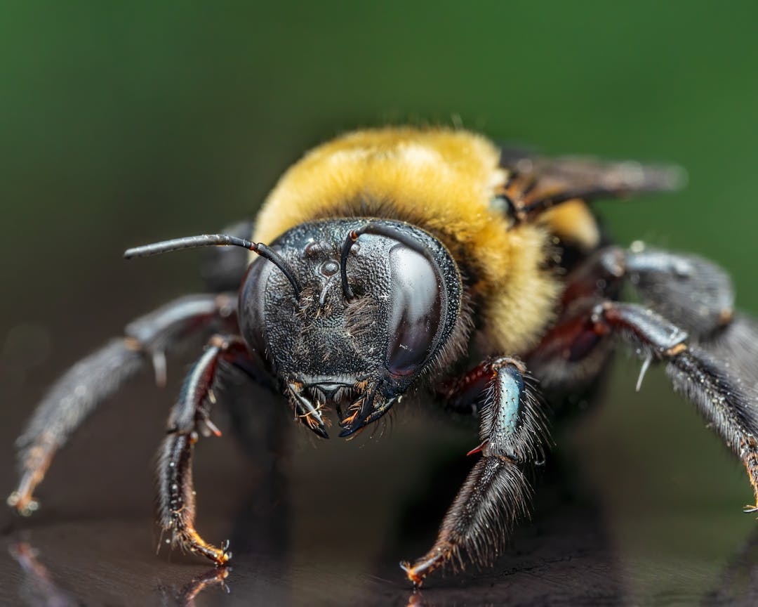 JJExterminating's tweet photo. Spotting tiny holes and sawdust on your woodwork? Carpenter bees might be the culprits! Learn how to recognize and prevent their damage before they turn your cozy space into their own workshop. 🐝https://t.co/QPrLlikg1H https://t.co/CTrqeCnczd