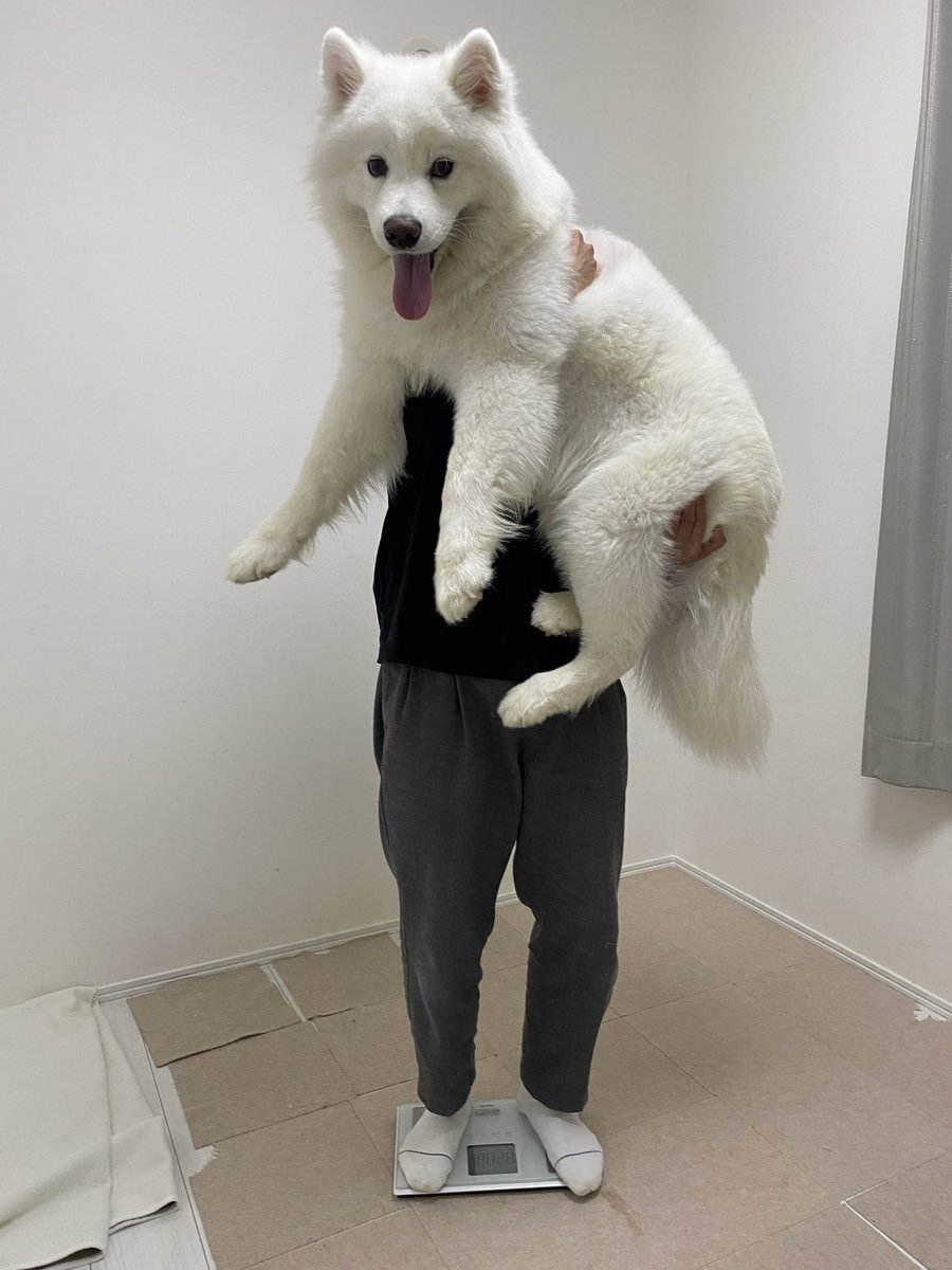 Post by ハマ太郎の日常【サモエド】 on X: しろ、、、😳