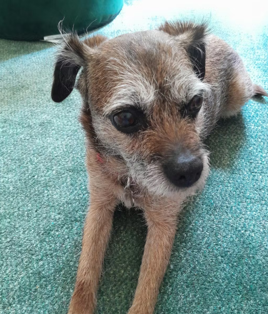 ProflaxNatural's tweet photo. Let’s fill the feed with Proflax pups!
📸 Post a photo on your own feed or story (we can’t share comment pics!)
🏷️ Tag @proflaxnatural and let us know their favourite product
We LOVE sharing your dogs with our community 💚
#PetWellnessJourney #PostYourPet #ProflaxPets https://t.co/PHg005UL3U