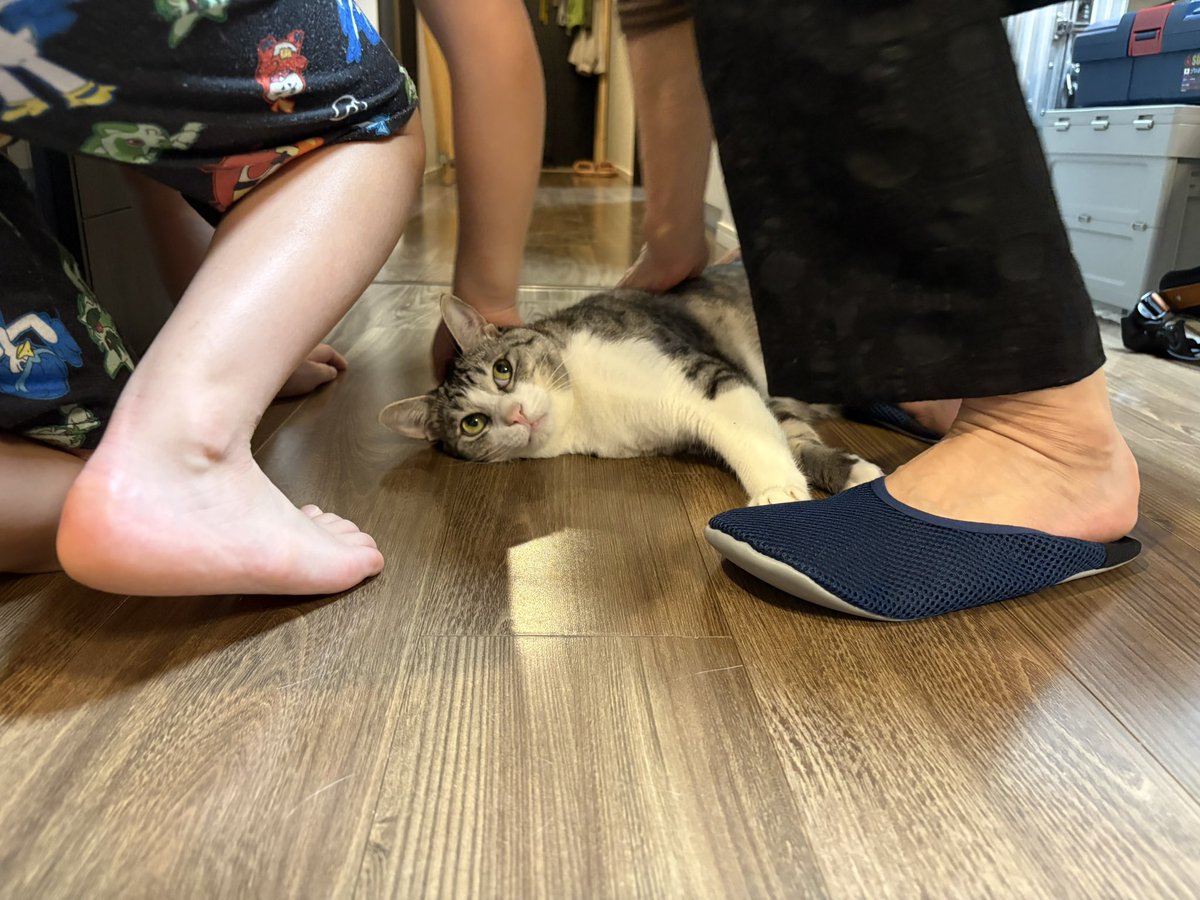 こいもちゃん🐈 (@koimo77) / Posts / X