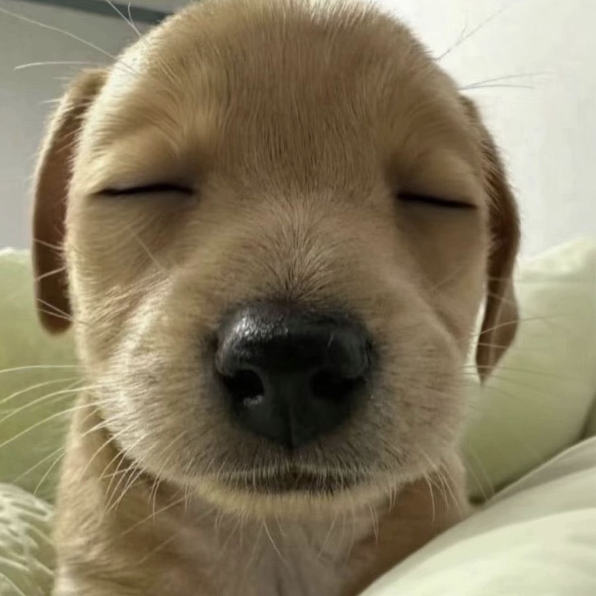폽폽이 tweet media