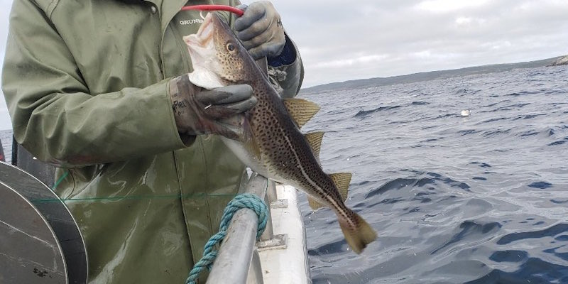 VOCMNEWS's tweet photo. Summer Food Fishery Extended to Full Weeks in Much of NL

https://t.co/6H1QUk36sl https://t.co/vRQvGB55Oy