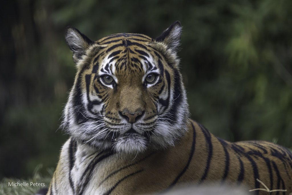 CincinnatiZoo's tweet photo. Happy Endangered Species Day! Around the world, thousands of species are at risk of extinction due to habitat loss, climate change, and human impact. Every species plays a role in a healthy ecosystem, and protecting them helps protect the planet we all share. https://t.co/7YPy7oDCjK