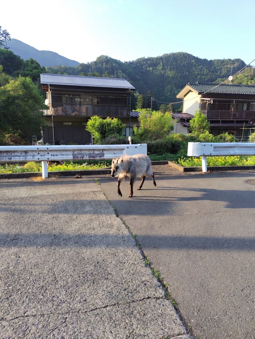 はら tweet media