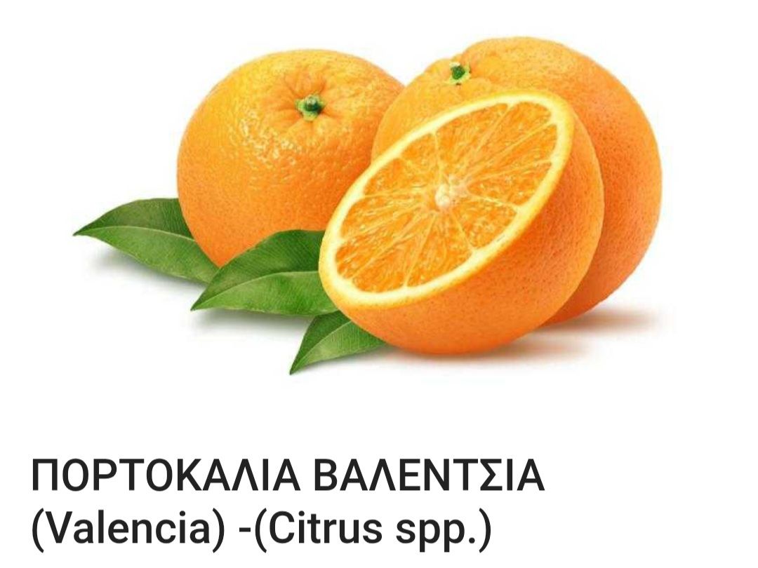 imagplace's tweet photo. @Dejan131908 Για ν αγοράσετε πορτοκάλια.. https://t.co/4EzUqQ6ESK