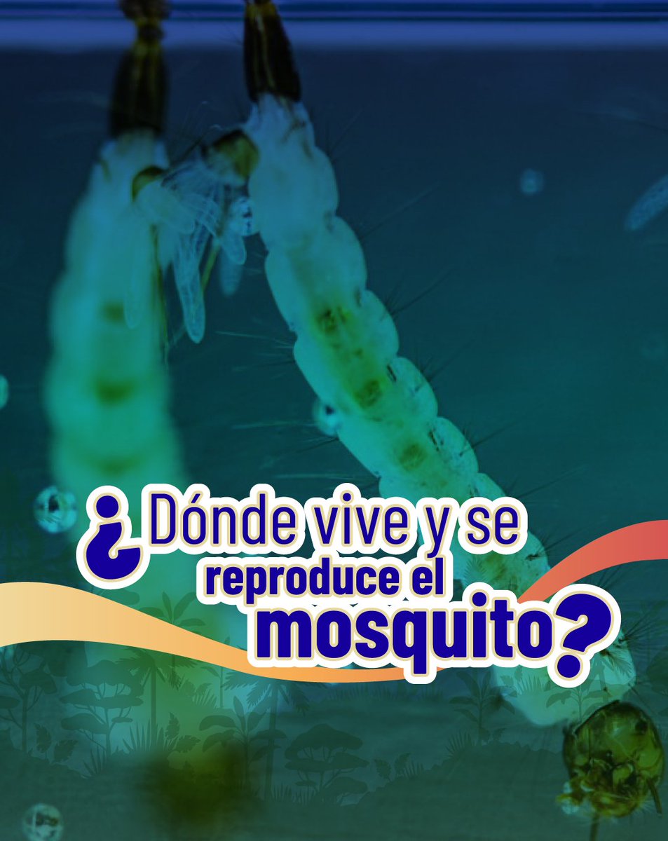 Ministerio de Salud Pública 🇪🇨 tweet media
