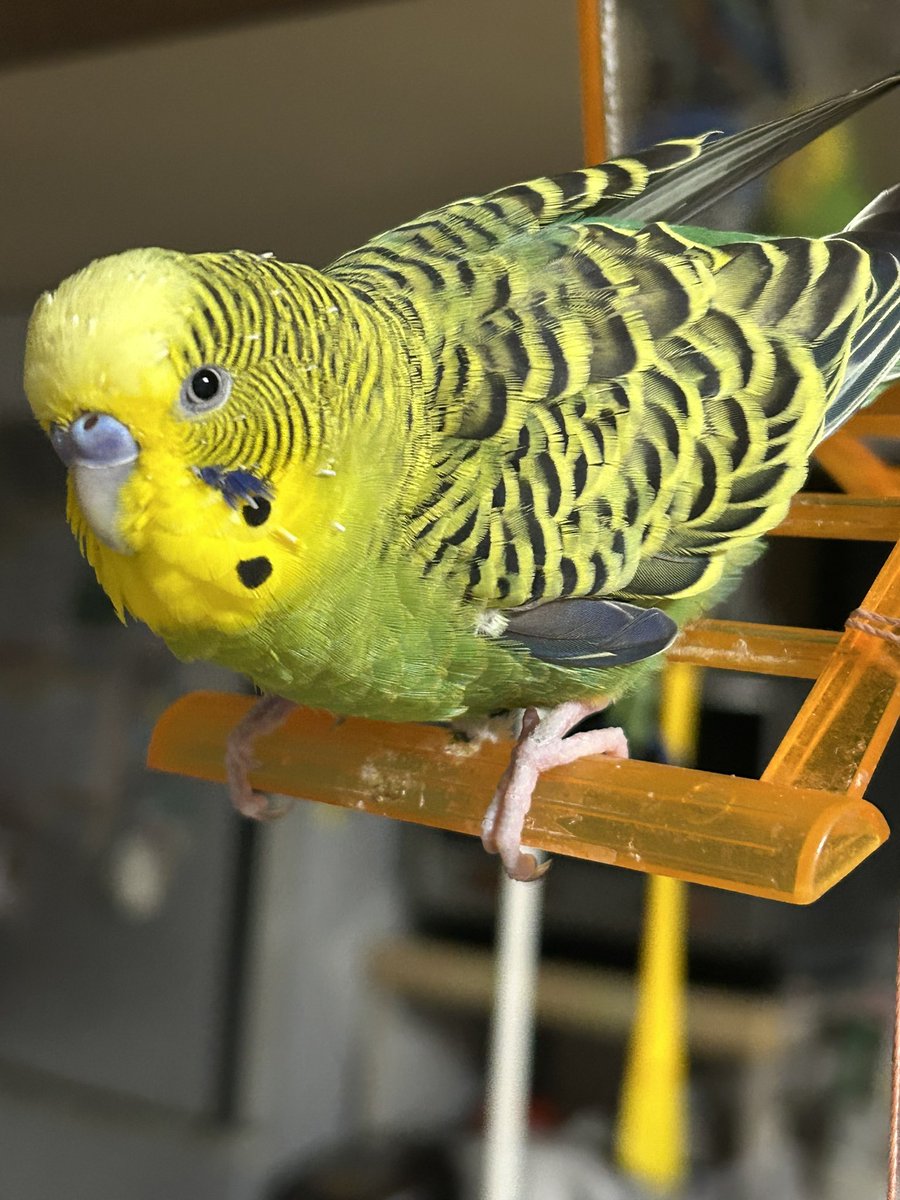 せきせいいんこ いんちゃん前傾姿勢😆 カッコいい😆 #セキセイインコ12歳