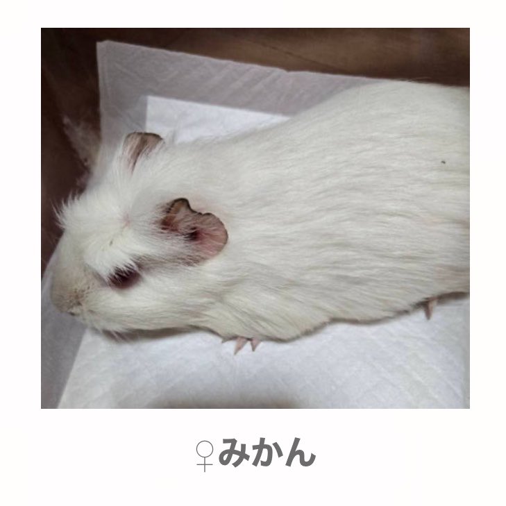 misachoujo's tweet photo. 奈良県の動物保護団体がモルモットの里親を募集中です🐭🐹

(写真の子以外に複数います)
お問い合わせは保護団体へ
#モルモット #里親募集中 https://t.co/5QHwcWN2Qr