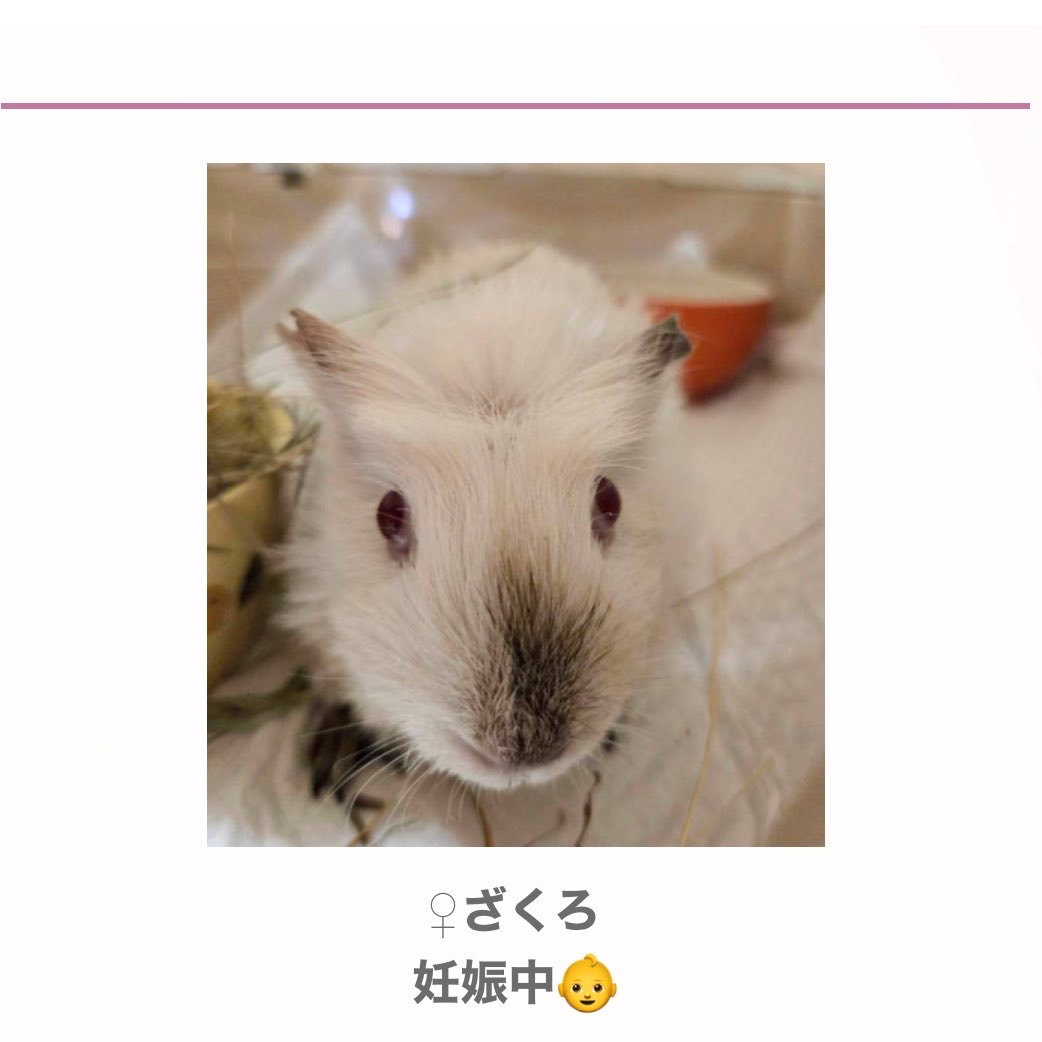 misachoujo's tweet photo. 奈良県の動物保護団体がモルモットの里親を募集中です🐭🐹

(写真の子以外に複数います)
お問い合わせは保護団体へ
#モルモット #里親募集中 https://t.co/5QHwcWN2Qr