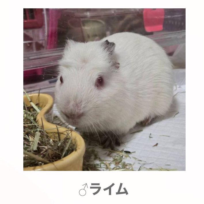 misachoujo's tweet photo. 奈良県の動物保護団体がモルモットの里親を募集中です🐭🐹

(写真の子以外に複数います)
お問い合わせは保護団体へ
#モルモット #里親募集中 https://t.co/5QHwcWN2Qr