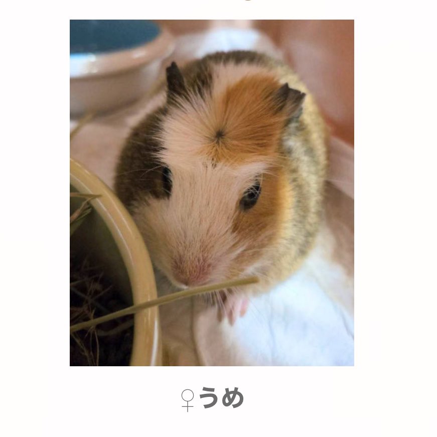 misachoujo's tweet photo. 奈良県の動物保護団体がモルモットの里親を募集中です🐭🐹

(写真の子以外に複数います)
お問い合わせは保護団体へ
#モルモット #里親募集中 https://t.co/5QHwcWN2Qr