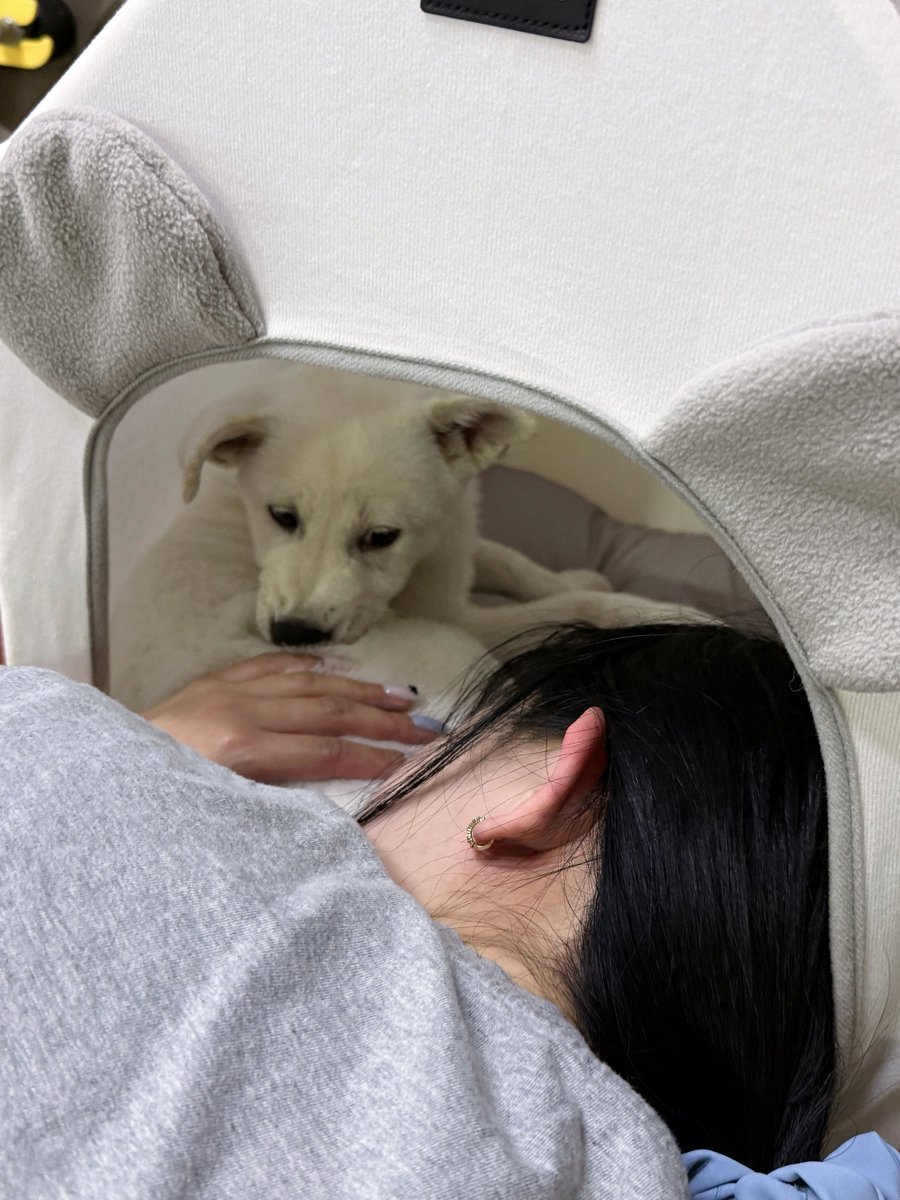 강아지아리 tweet media