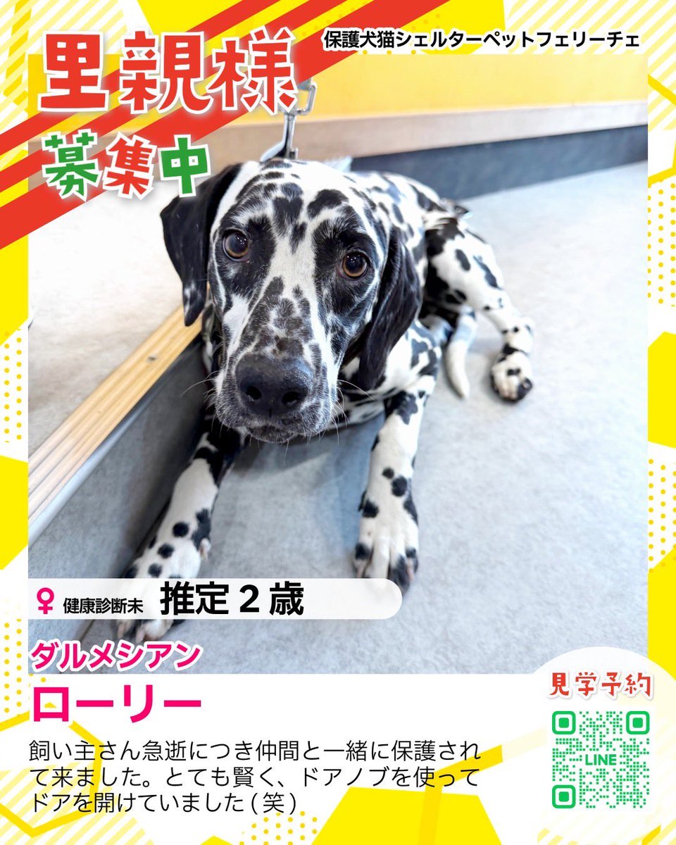 petfelice保護犬猫シェルター大宮見沼店 tweet media