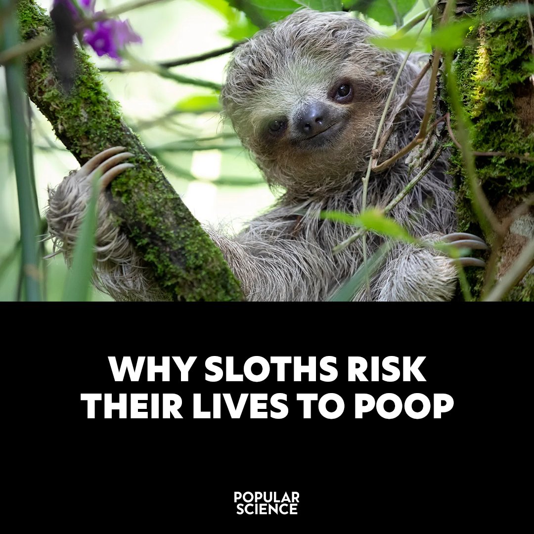 Popular Science tweet media
